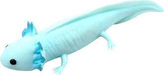 Squishy Aksolotli